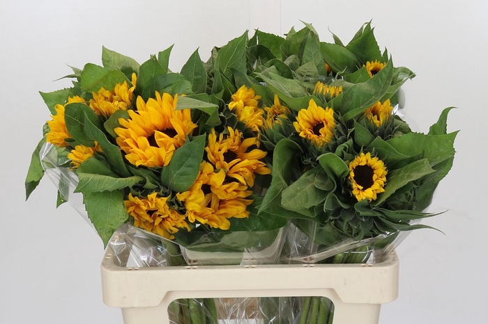 <h4>Helianthus Orange Fire</h4>