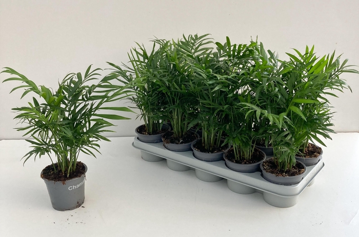 <h4>CHAMAED ELEGANS</h4>