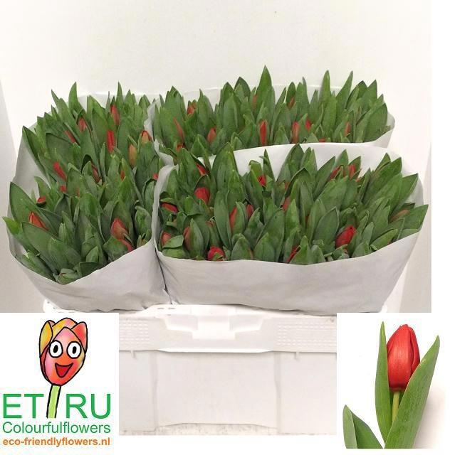 <h4>TU EN ESCAPE</h4>