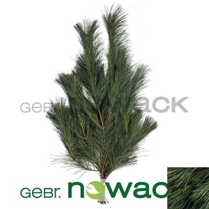 Pinus Strobus Bs