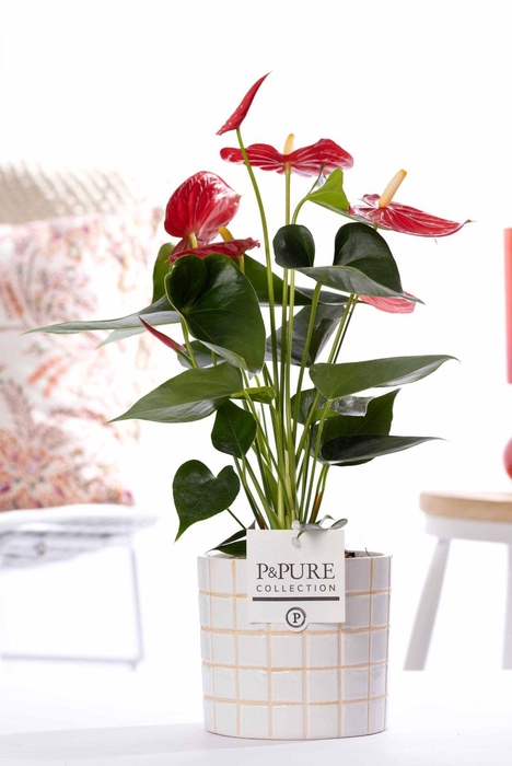 <h4>Anthurium red (Micra) in P&PURE Tirza ceramics</h4>