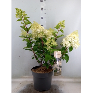 Hydrangea pan.