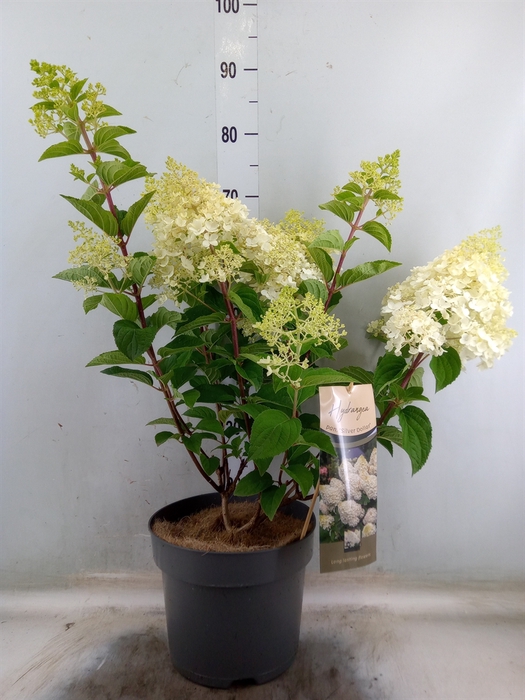 Hydrangea pan.