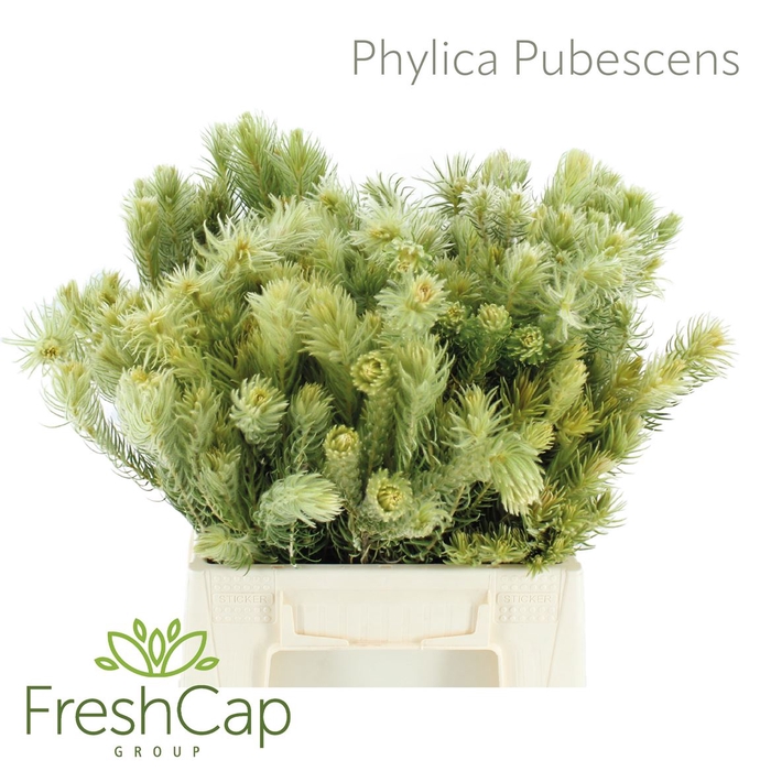 Phylica Pubescens