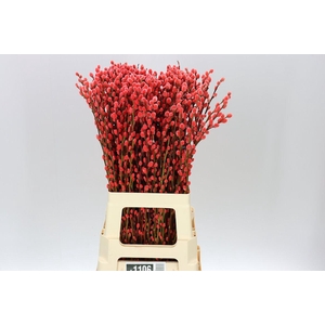 Salix Snow Flake Red