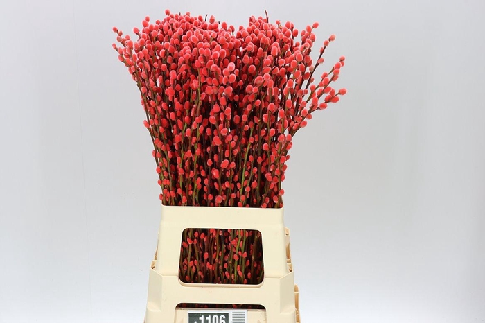 <h4>Salix Snow Flake Red</h4>