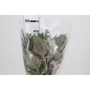 AMARANTHUS VINHO