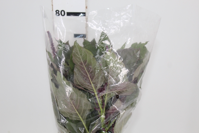 <h4>AMARANTHUS VINHO</h4>