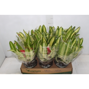BROMELIA GUZMANIA NEOREGELIA VARIADAS P14