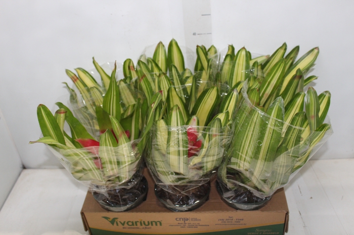 <h4>BROMELIA GUZMANIA NEOREGELIA VARIADAS P14</h4>