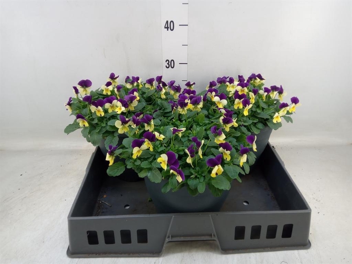 <h4>Viola corn. 'Sorbet Coconut Imp'</h4>