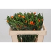 Ornithogalum dubium 'Orange Fire'
