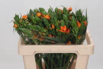 Ornithogalum dubium 'Orange Fire'
