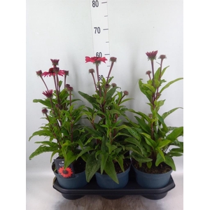 Echinacea  'SunSeekers Red'