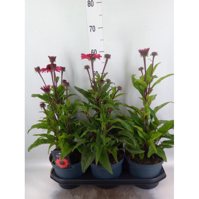 <h4>Echinacea  'SunSeekers Red'</h4>