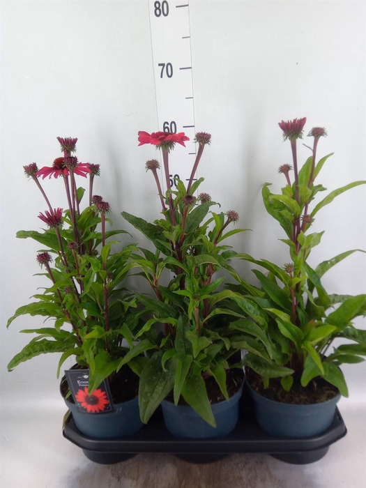 Echinacea  'SunSeekers Red'