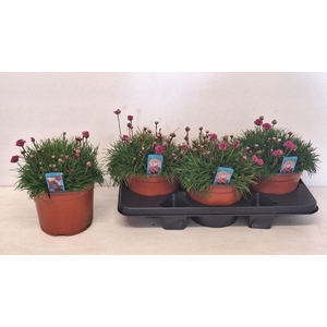 ARME MAR ARMADA ROSE