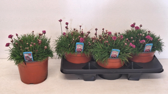 <h4>ARME MAR ARMADA ROSE</h4>