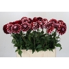 Dahlia Checkers