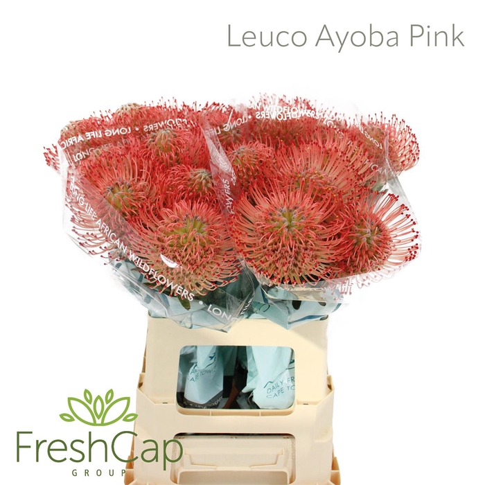 <h4>Leuco Ayoba Pink</h4>