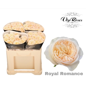 R Gr Royal Romance X40