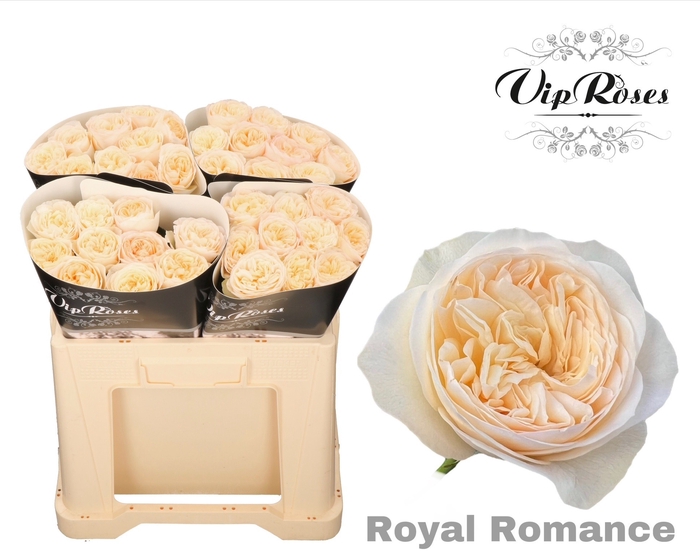 <h4>R GR ROYAL ROMANCE x40</h4>