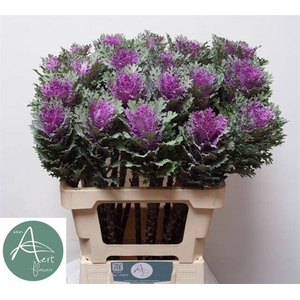 Brassica crane queen