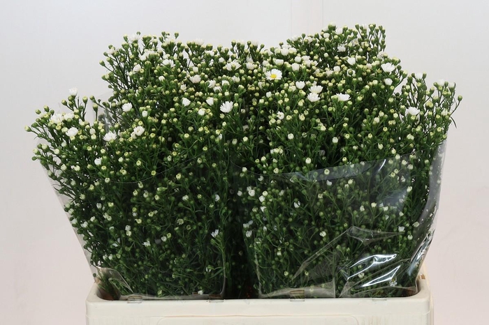 <h4>AST PAQUITA</h4>