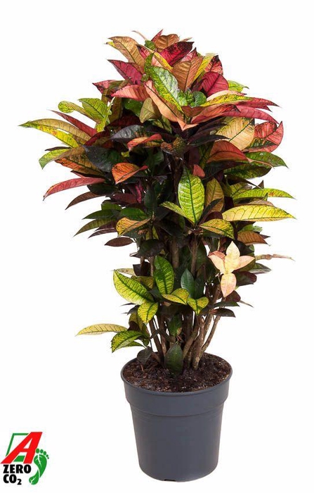 <h4>Cod Var Mrs Iceton Vertakt</h4>