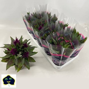 CEL INTENZ DARK PURP