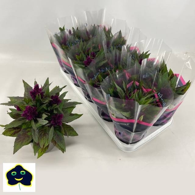 <h4>CEL INTENZ DARK PURP</h4>