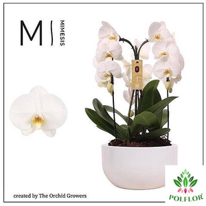 Phalaenopsis Crown White (ceramic white) 26Ø 65cm 3st 24fl