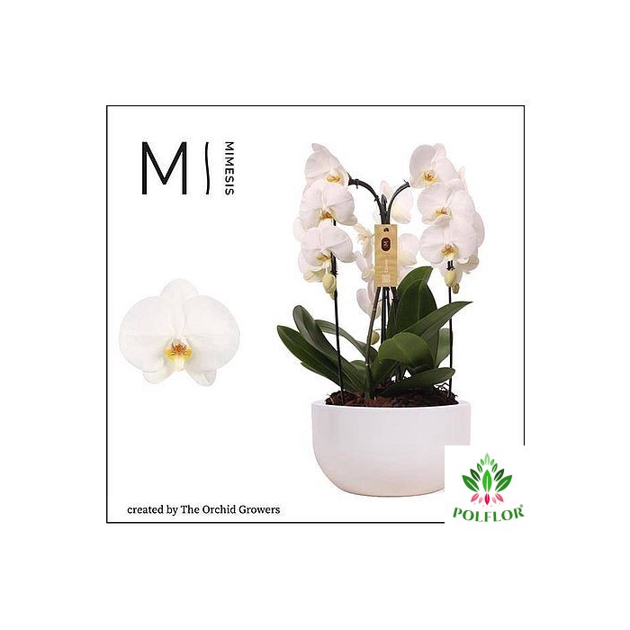<h4>Phalaenopsis Crown White (ceramic white) 26Ø 65cm 3st 24fl</h4>