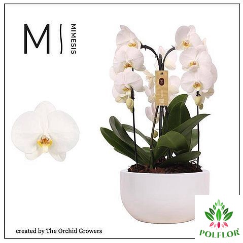 Phalaenopsis Crown White (ceramic white) 26Ø 65cm 3st 24fl
