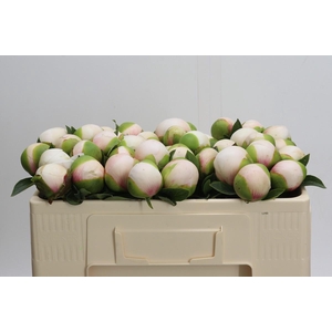 Paeonia (Herb. Hybrid Grp) 'Colonel Owen Cousins'