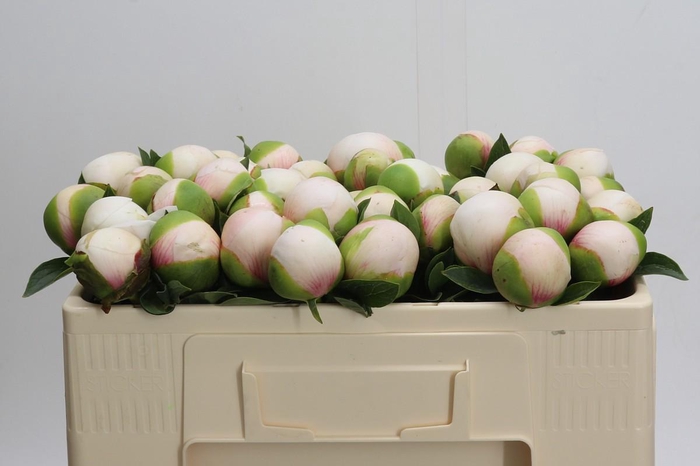 <h4>Paeonia (Herb. Hybrid Grp) 'Colonel Owen Cousins'</h4>