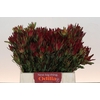 Leucadendron Blush Spray