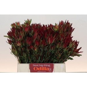 Leucadendron Blush Spray