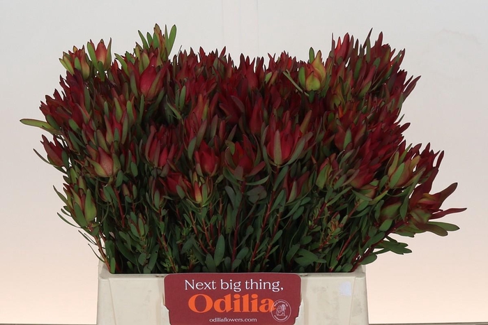 Leucadendron Blush Spray