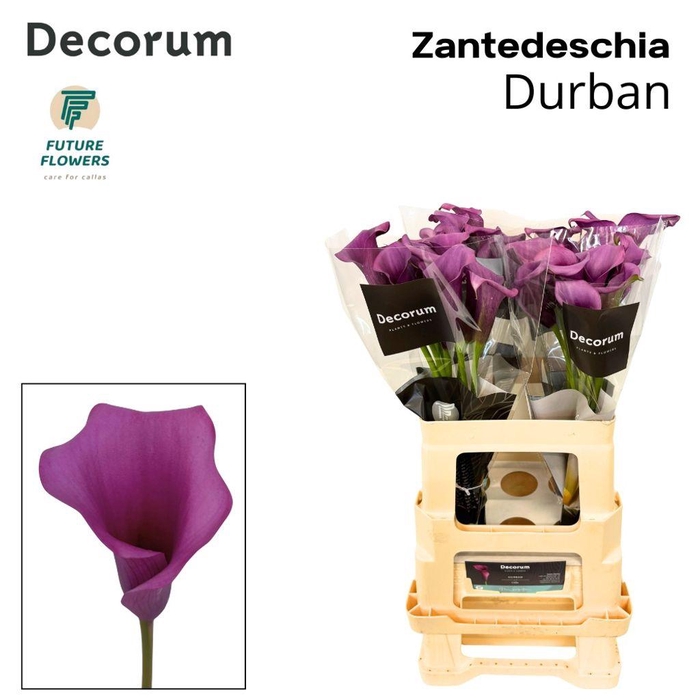<h4>Zantedeschia durban</h4>