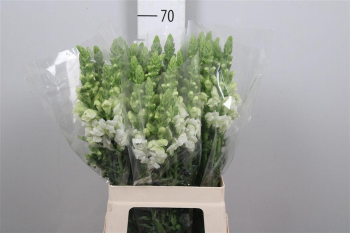 <h4>Antir Poto Earl Whit</h4>