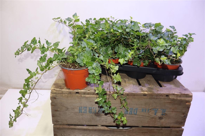 <h4>arr8 Hed He Wonder</h4>