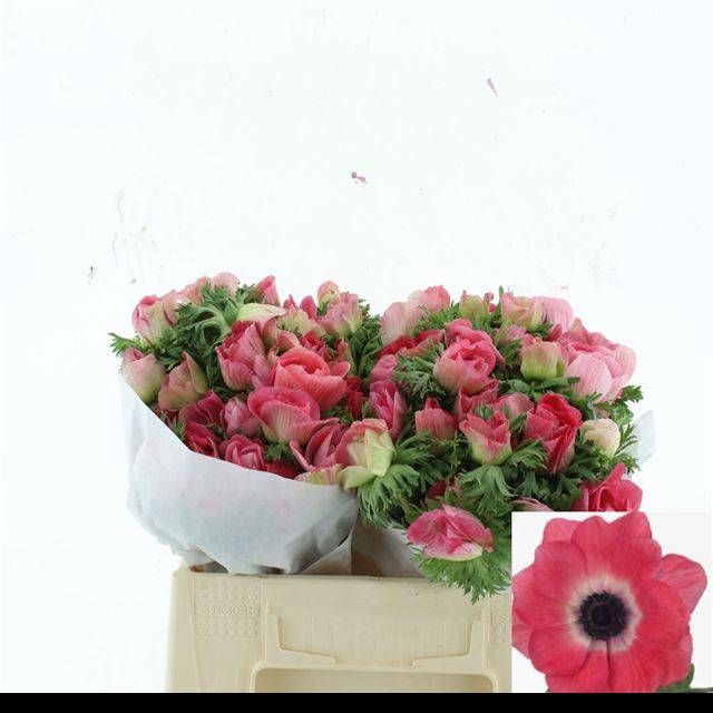 <h4>ANEM CO MIS + PINKIE</h4>
