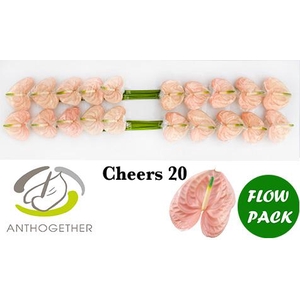 ANTH A CHEERS 20 Flow Pack