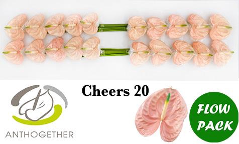 <h4>Anthurium Cheers</h4>