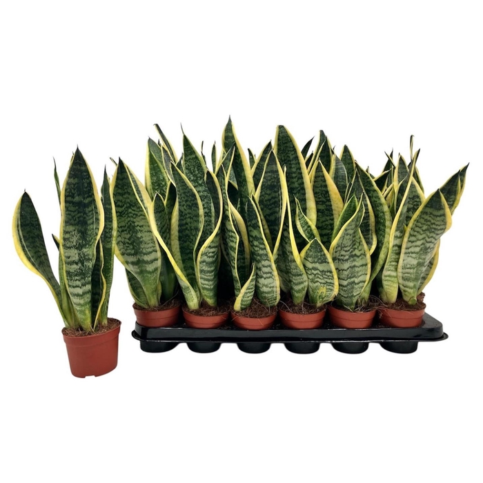 <h4>SANSEV FUTURA SUPERB</h4>