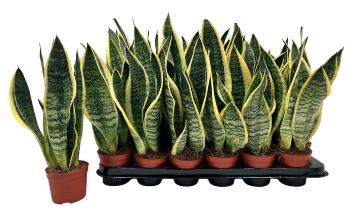 <h4>SANSEV FUTURA SUPERB</h4>