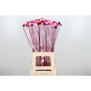 Craspedia Kl Bh Love Mix