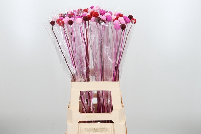 <h4>Craspedia Kl Bh Love Mix</h4>