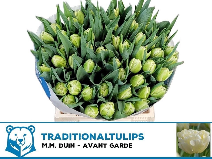 <h4>TU DU AVANT GARDE</h4>